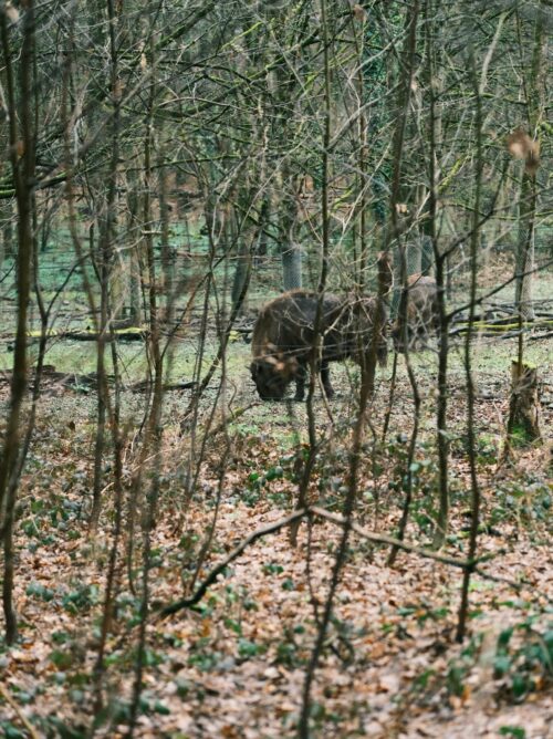 Ein Wisent grast hinter Zweigen und Ästen im Wald