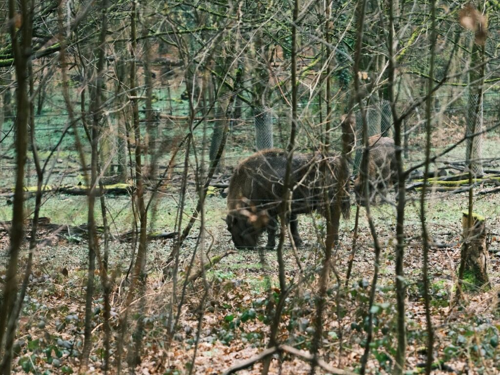 Ein Wisent grast hinter Zweigen und Ästen im Wald