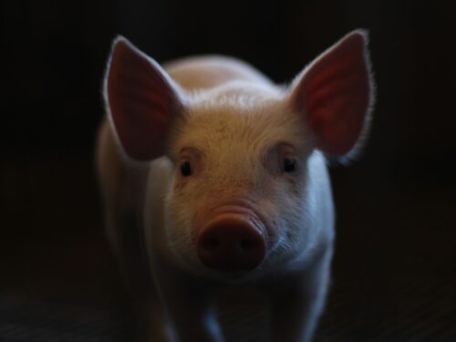 Foto eines Schweins vor schwarzem Hintergrund, nur leicht belichtet.