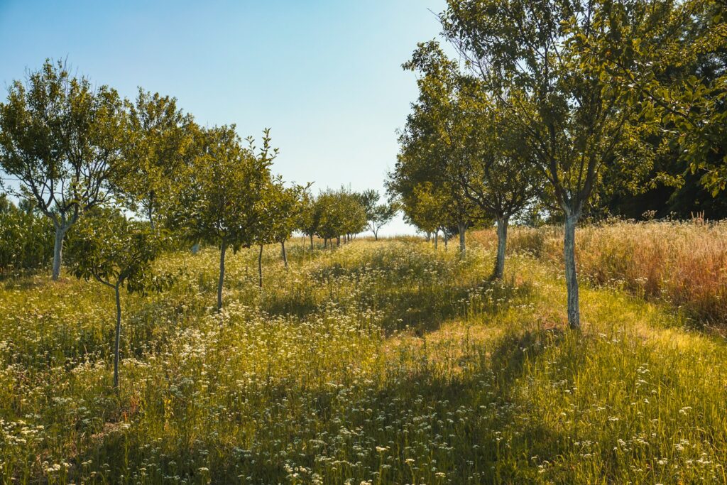 Extensiv genutzte Fläche mit Wildblumen und Obstbäumen im Sonnenlicht.