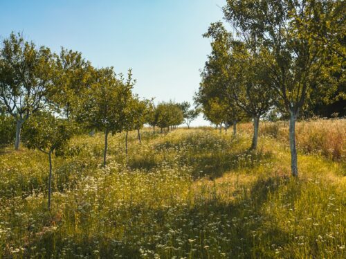 Extensiv genutzte Fläche mit Wildblumen und Obstbäumen im Sonnenlicht.