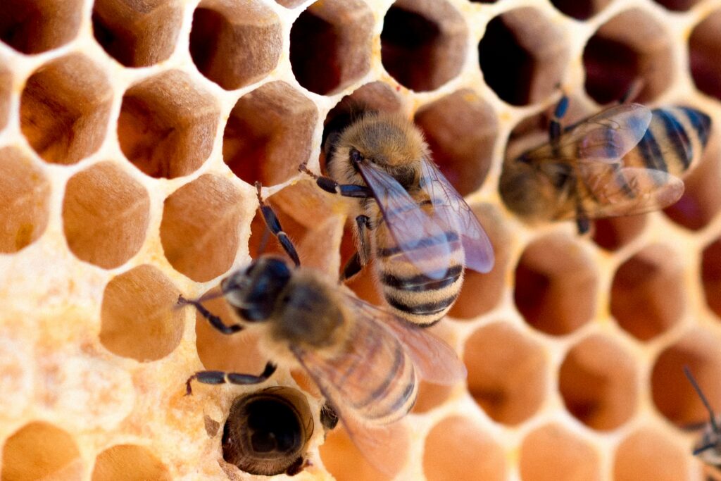 Drei Bienen in Nahaufnahme auf Honigwaben