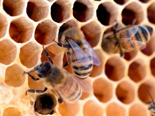 Drei Bienen in Nahaufnahme auf Honigwaben