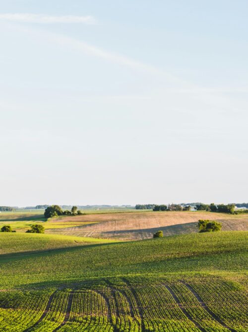 Felder und einzelne Bäume, niedriger Horizont, viel Himmel.