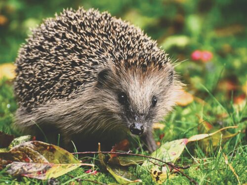 Bild von einem Igel im Garten, umringt von etwas Laub und einem Zweig