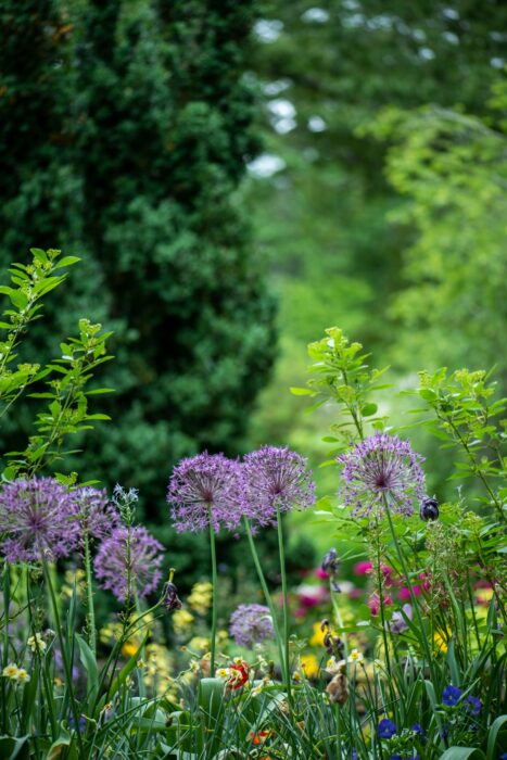 Blumenbeet in Frosch-Perspektive. Dahinter sind unscharf Bäume zu erkennen.