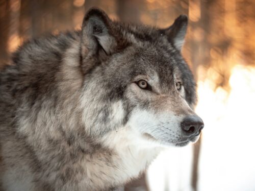 Nahaufnahme des Kopfes eines Wolfes vor unscharfem Hintergrund