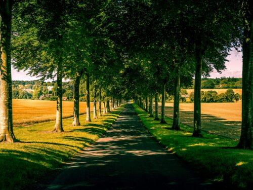 Eine Landstraße mit mehreren Laubbäumen als Allee